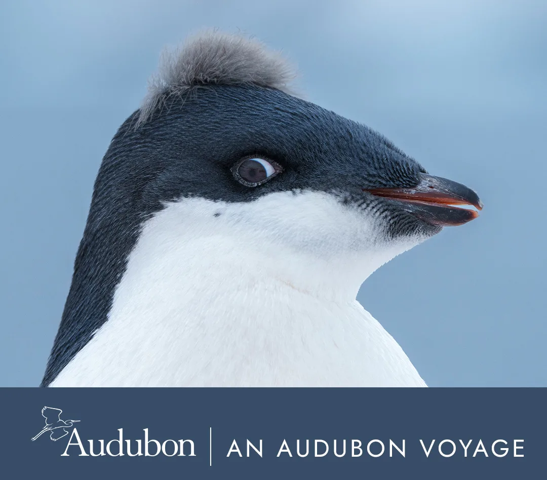 In-depth Antarctica & Patagonia Expedition | Southbound | An Audubon Voyage