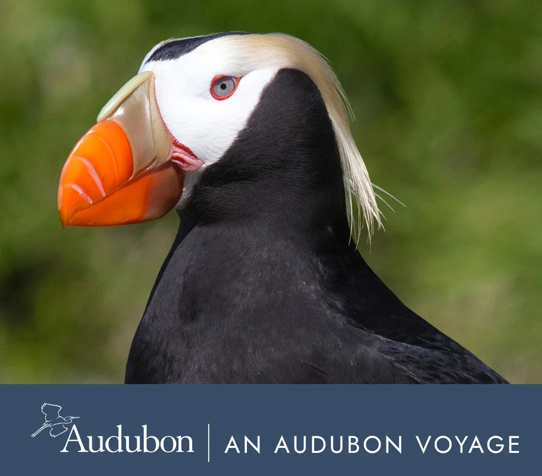 Inside Passage, Bears and Aleutian Islands: Southbound | An Audubon Voyage