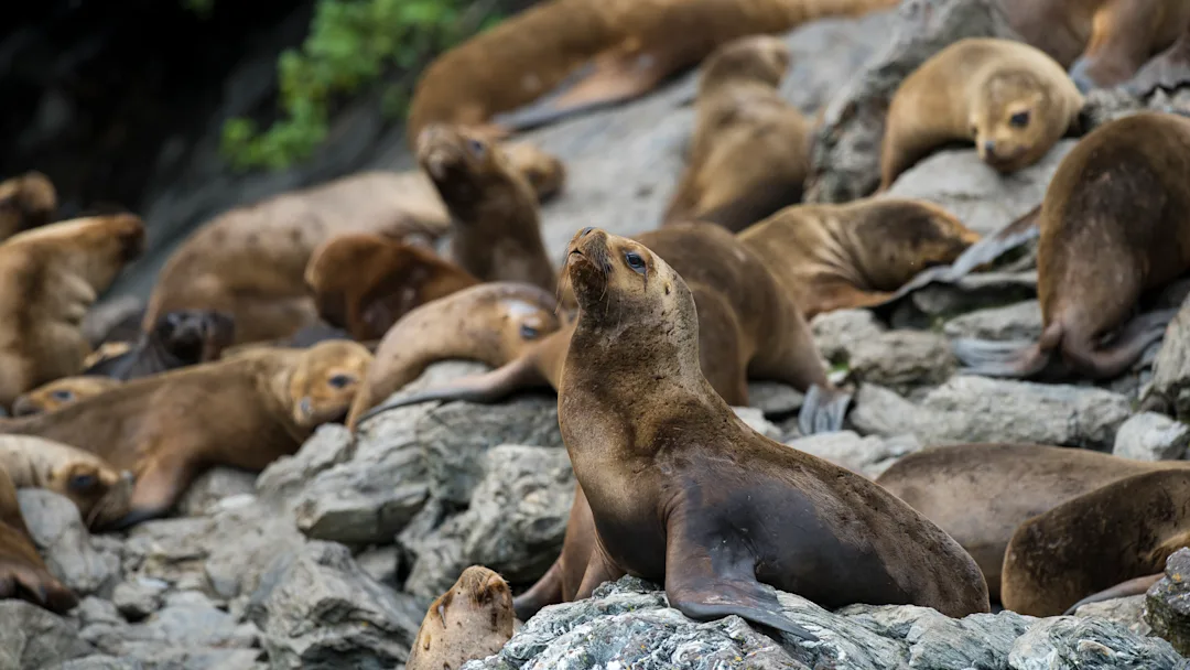 Garibaldi-Glacier_Chile_Sea-ions-in-the-Garibaldi-fjord_HGR-114678-_Photo_Andreas_Kalvig_Anderson.jpg