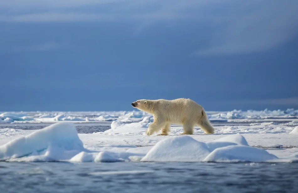 Wildlife in Svalbard