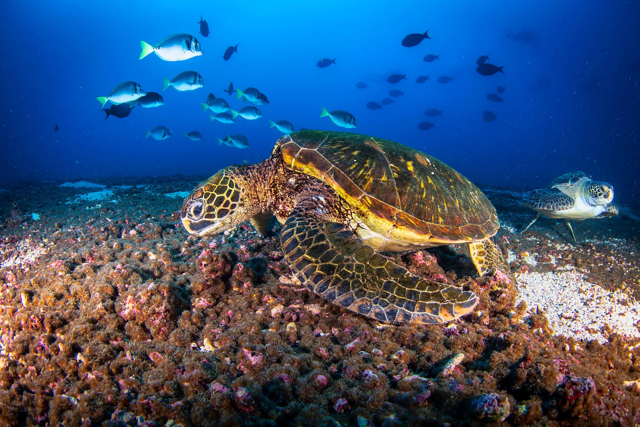 Galapagos-Ecuador-HGR-150902__Getty_Images.JPG
