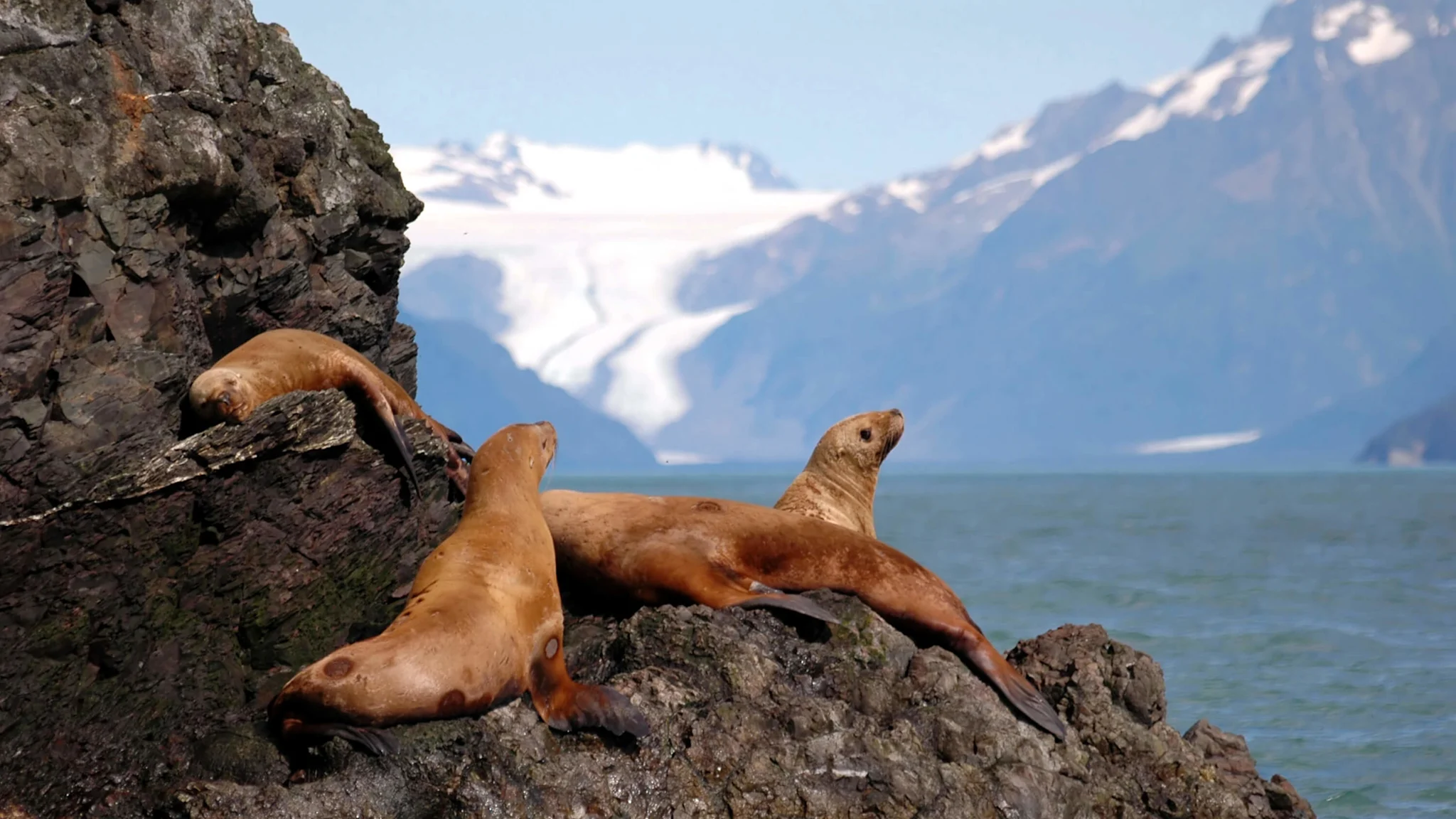 Wildlife–Alaska 3000x1688 122 resized