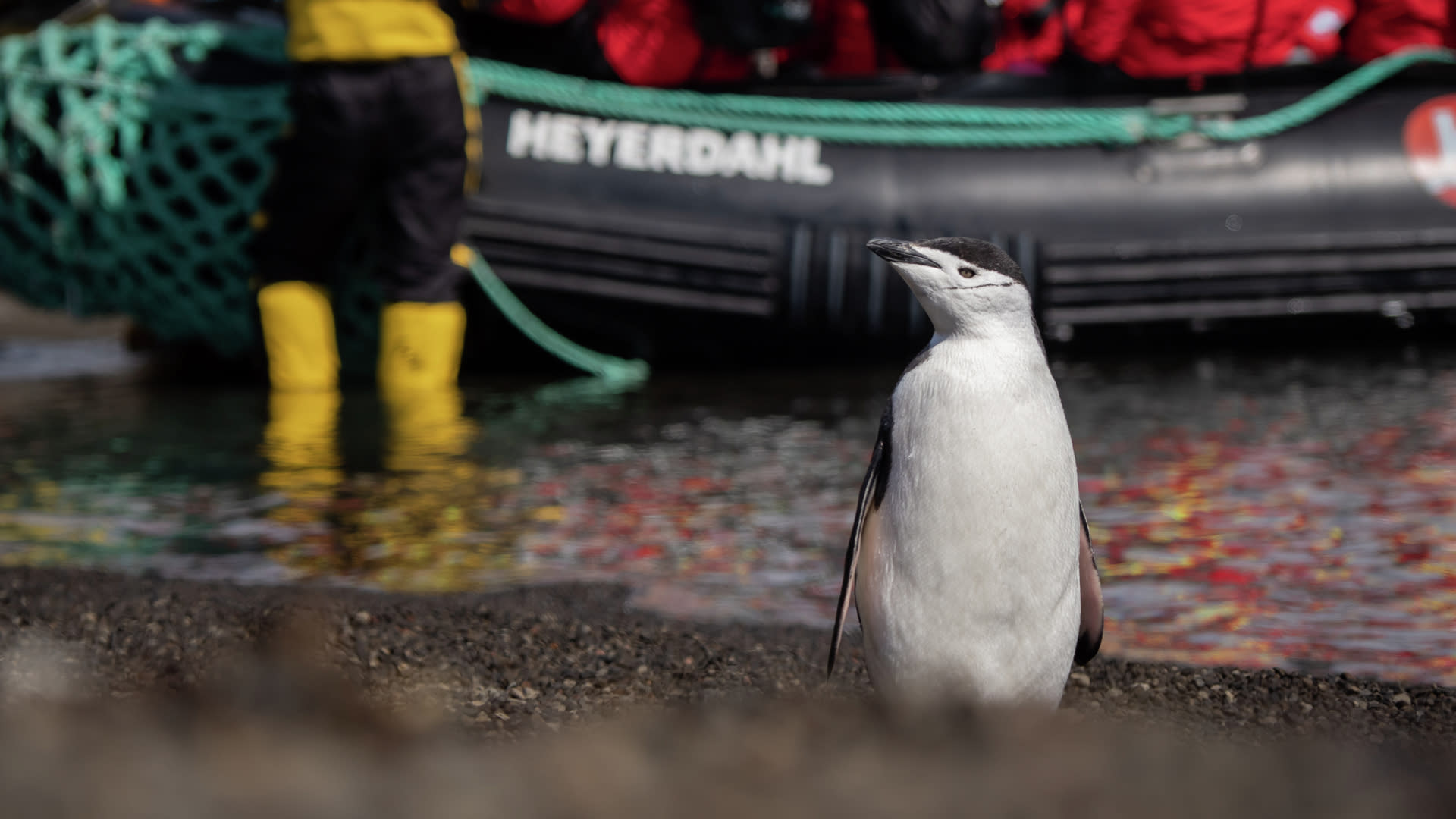 Manchot à Telefon Bay, Antarctique - Crédit photo : Espen Mills