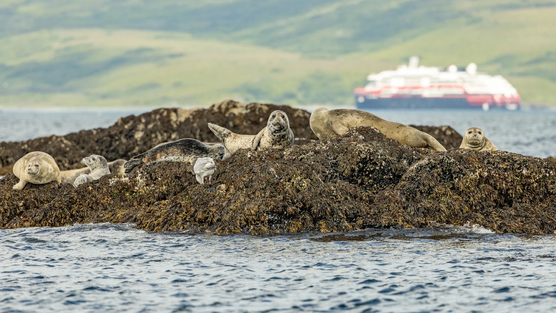 Seals on Kodiak Island