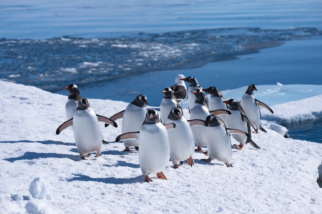 Die Tierwelt der Antarktis | HX Hurtigruten Expeditions DE