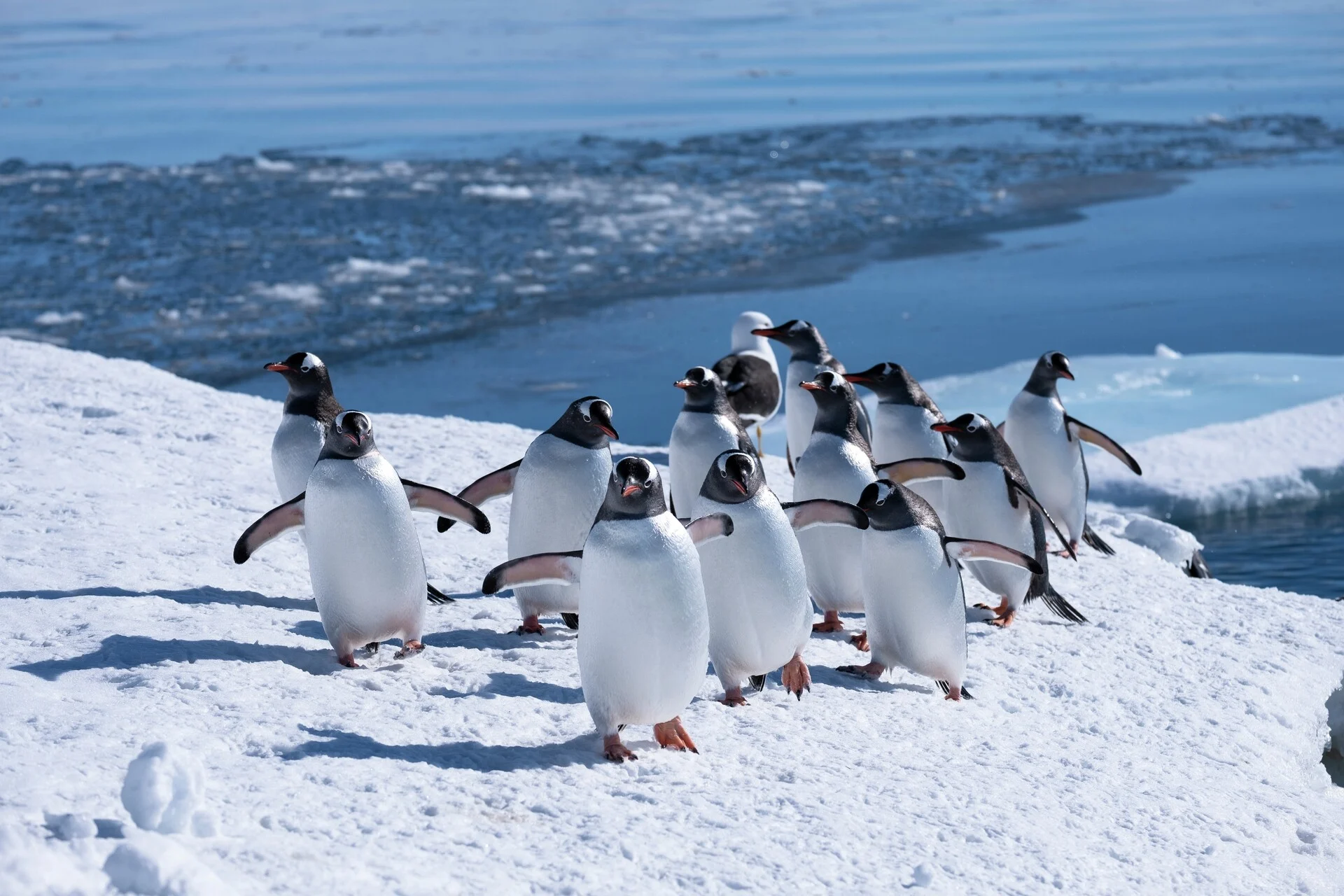 Wildlife in Antarctica