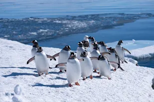 Penguins on Galindez Island, Antarctica. Photo: Ingemund SkaĚlnes