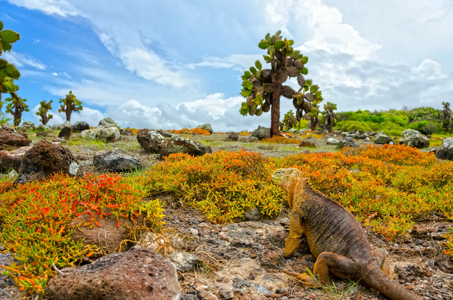 Sur les traces de Darwin et aventure au Machu Picchu (Route de l'Est)