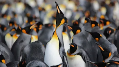 Expeditionsreise Antarktis, Falkland-Inseln und Südgeorgien