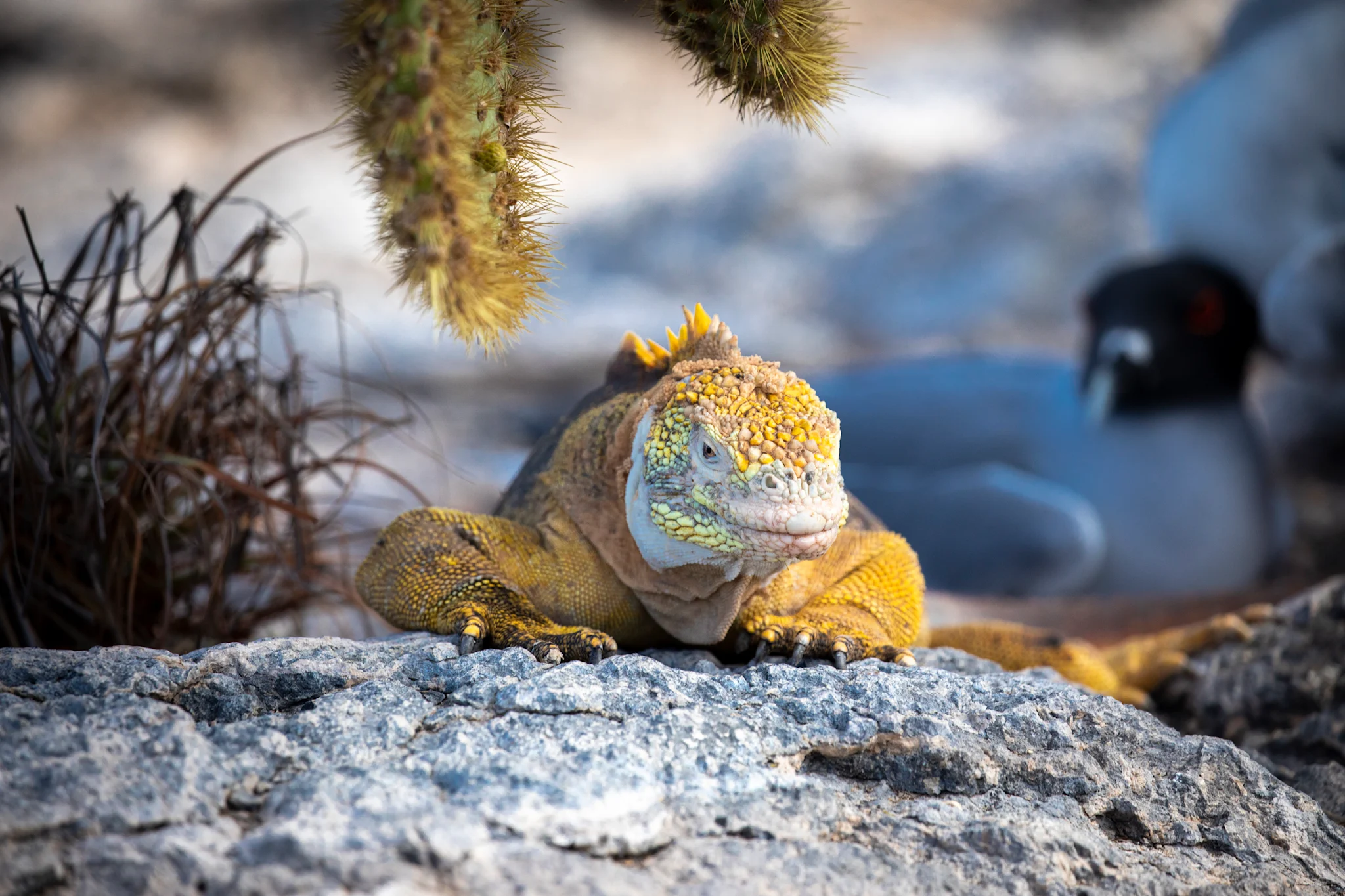 South Plaza is the iguana island. This is the only place at Galapagos where Land iguanas share territory with marine iguanas. Photo: Ashton Ray Hansen