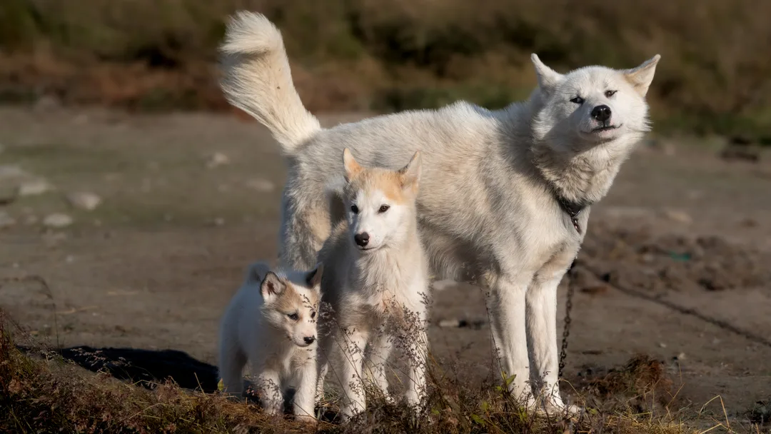 Greenland Huskies