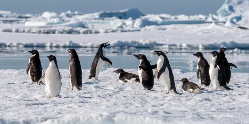 Expeditionsreise Antarktis, Falkland-Inseln und Südgeorgien 