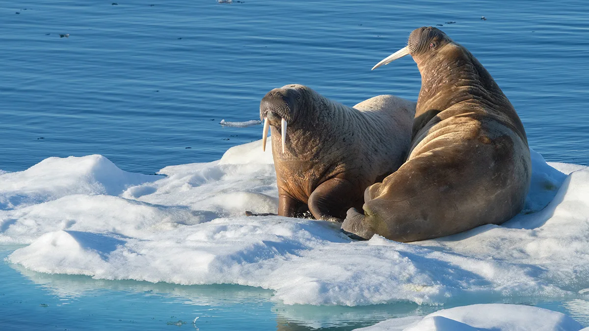 Svalbard Walrus. Credit: YuriChoufour
