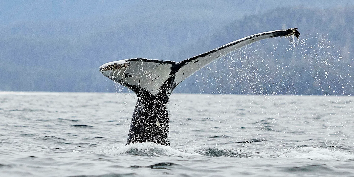 Humpback whale breaching off Sitka, Alaska