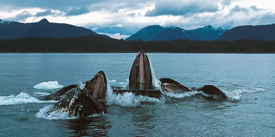 humpback_whales-frederick_soundshutterstock_2500x1250.jpg