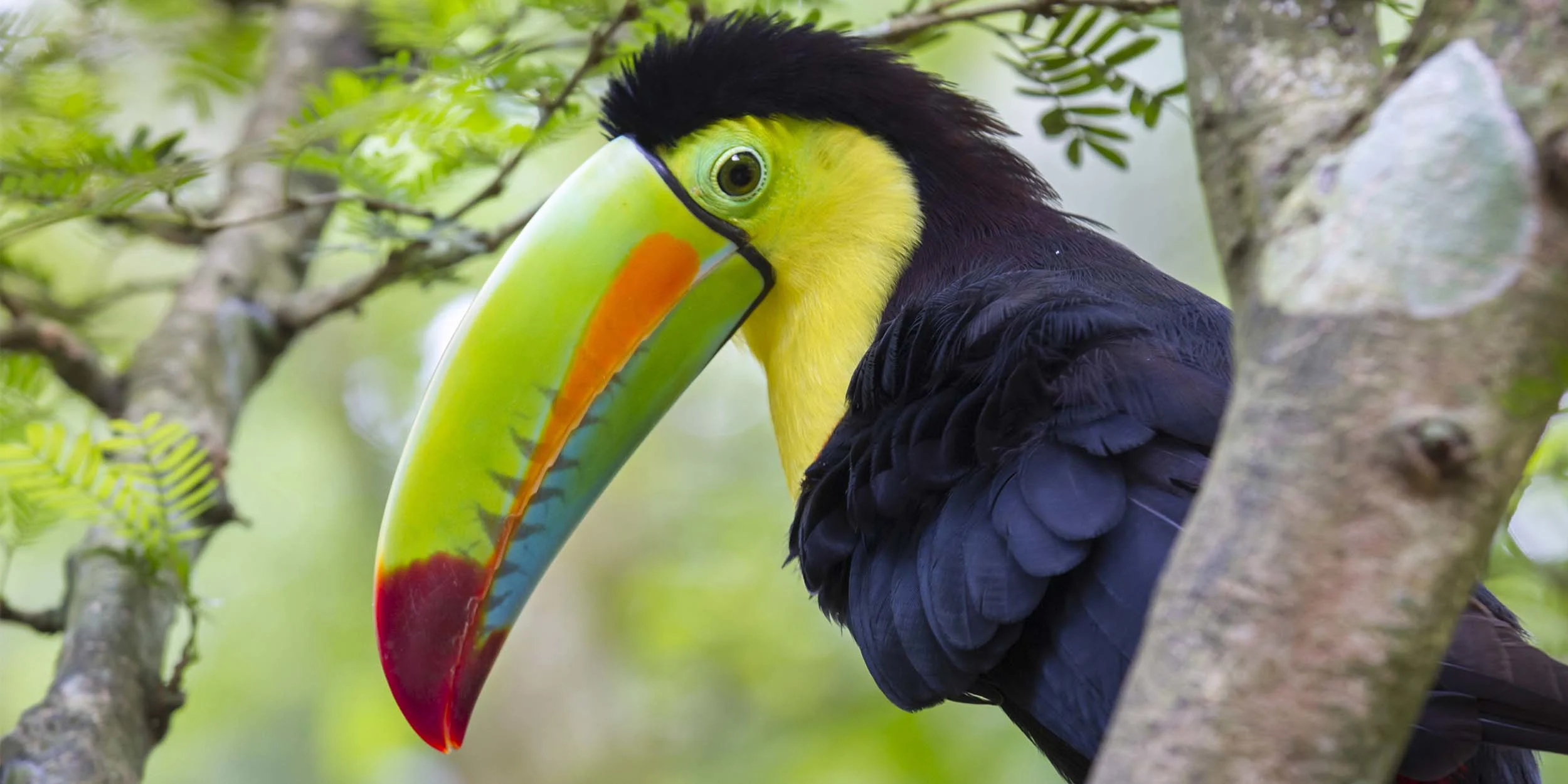 07-costa-rica_toucan_shutterstock_243060160_2500x1250.jpg