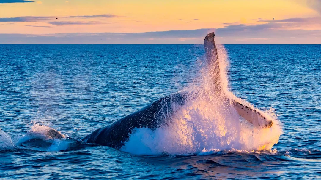  A Humpback whale diving into the sea at the coast of Reykjavik, Iceland. Credit: Veeravong Komalamena / EyeEm – Getty Images