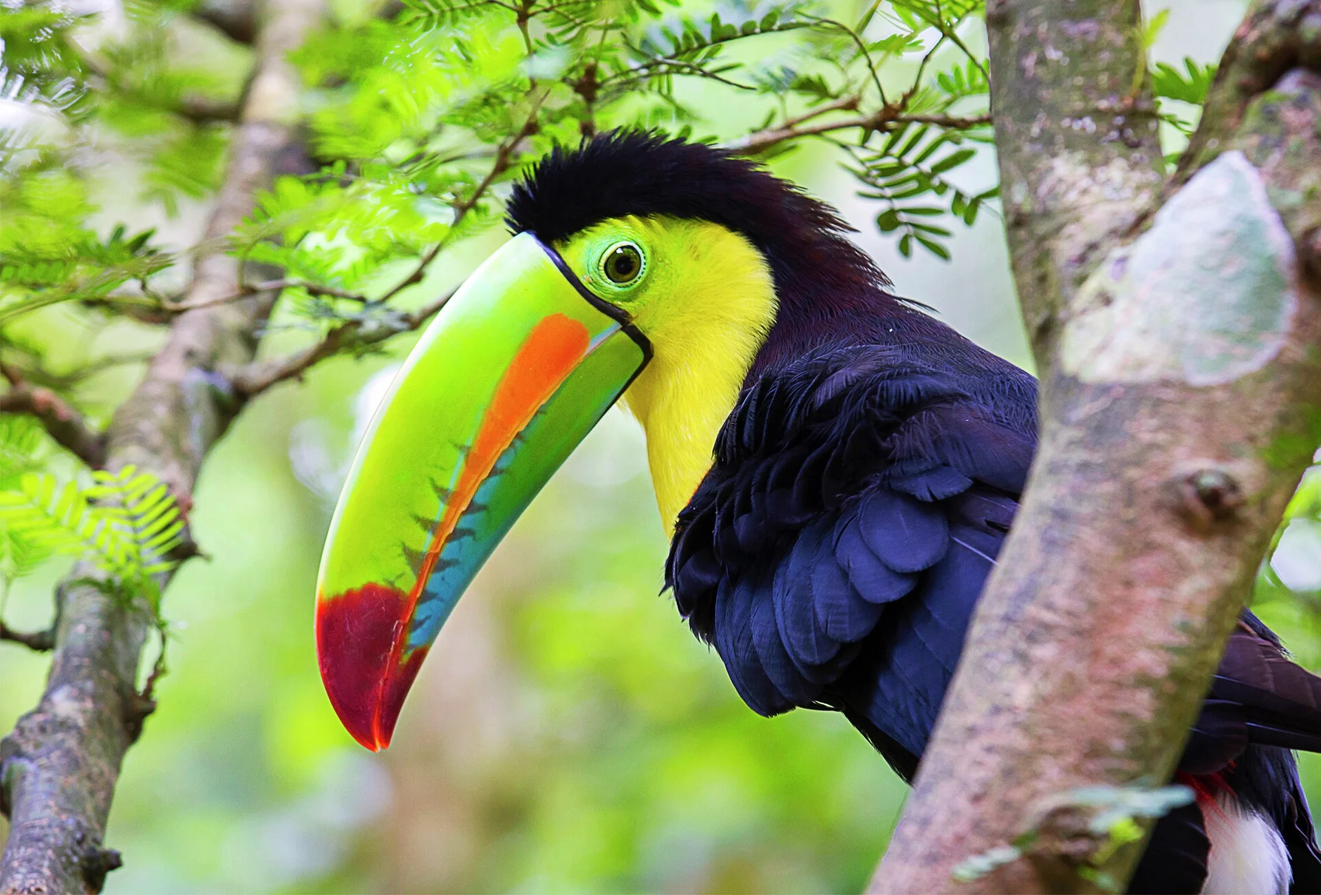 Toucan, Puerto Limon, Costa-Rica