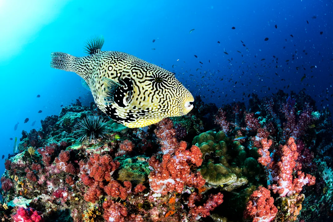 Puffer-fish-over-reef___LFPuntel-iStock-GettyImages.jpg
