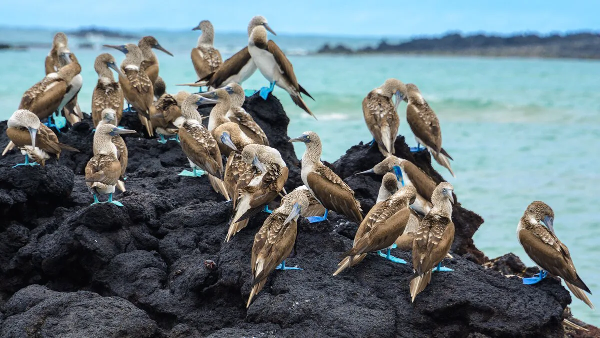 Galapagos Isabela-Island Blue-footed-Boobies ©Shutterstock 539405503 cropped