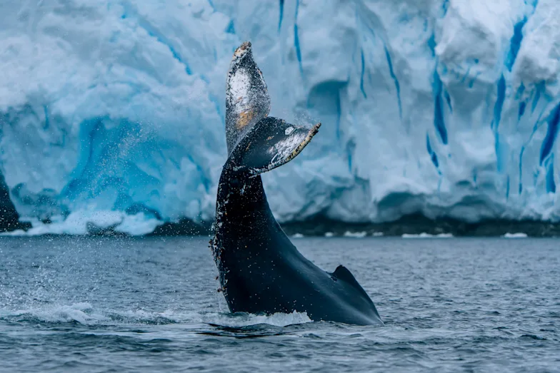 humpback whale in antarctica