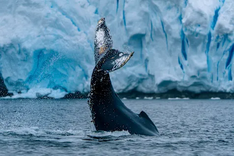 Whale fluke breaching the water in Wilhelmina Bay, Antarctica. Credit: Kay Fochtmann / HX Hurtigruten Expedition.