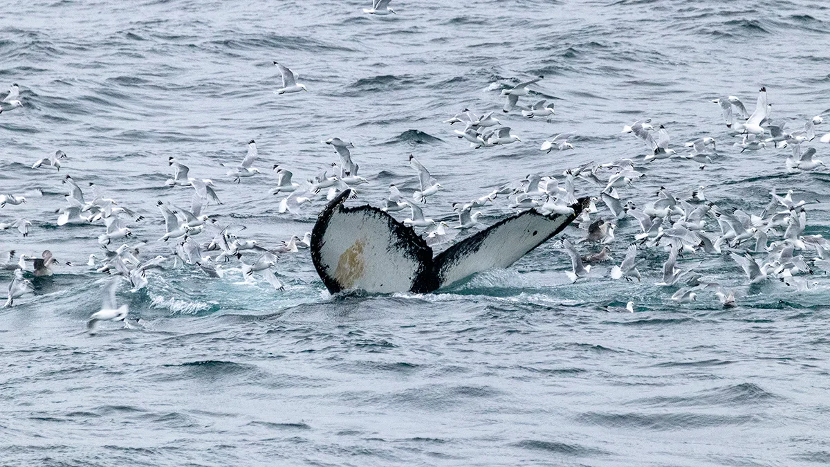 Whale-Edge-Island-Svalbard-HGR-140275- Photo Genna Roland web