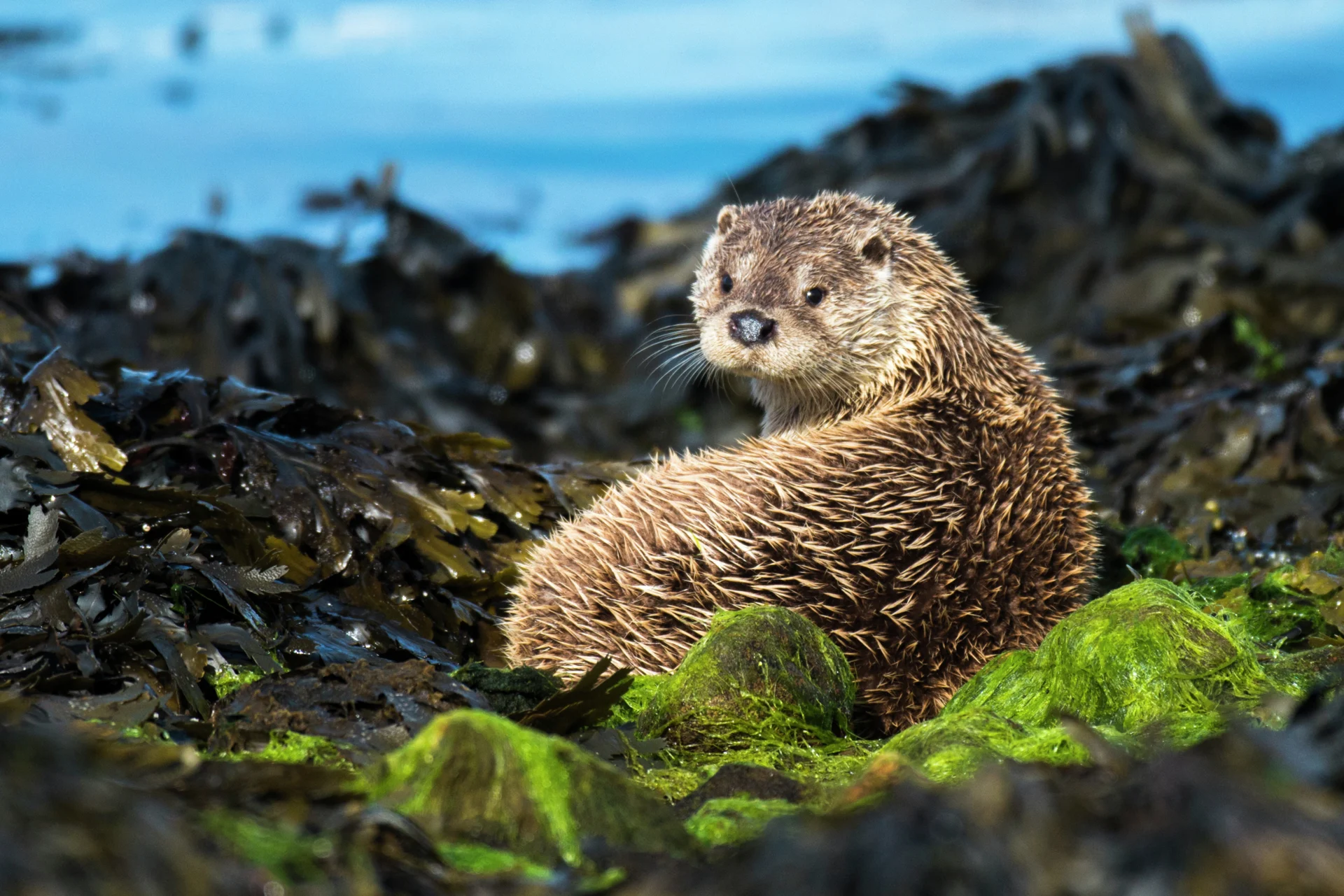 Otter schaut in die Kamera