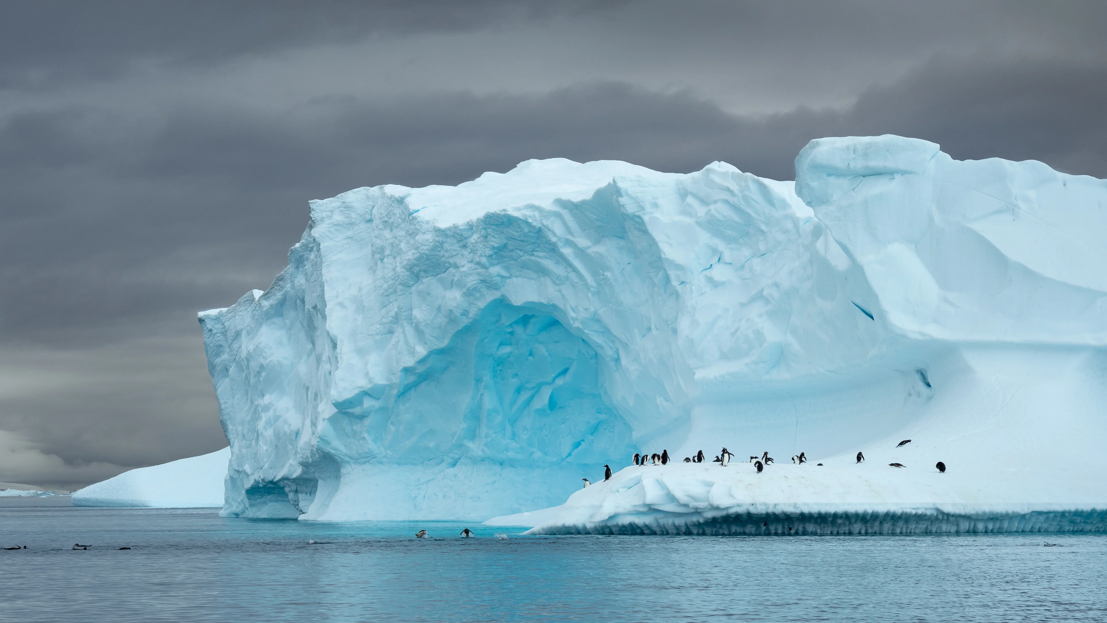 Penguins perched on the ice of Cuverville Island, Antarctica. Credit: Espen Mills / HX Hurtigruten Expeditions