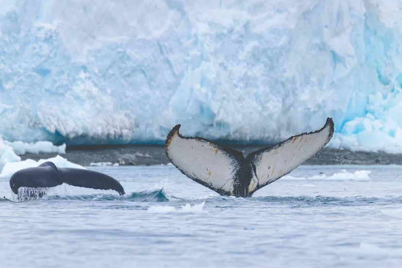 Highlights of Antarctica (Flight Included)