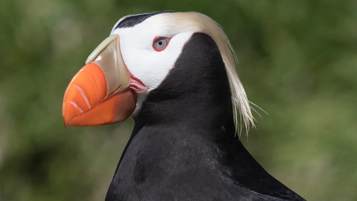 1200x675 NAS Alaska tuftedPuffin