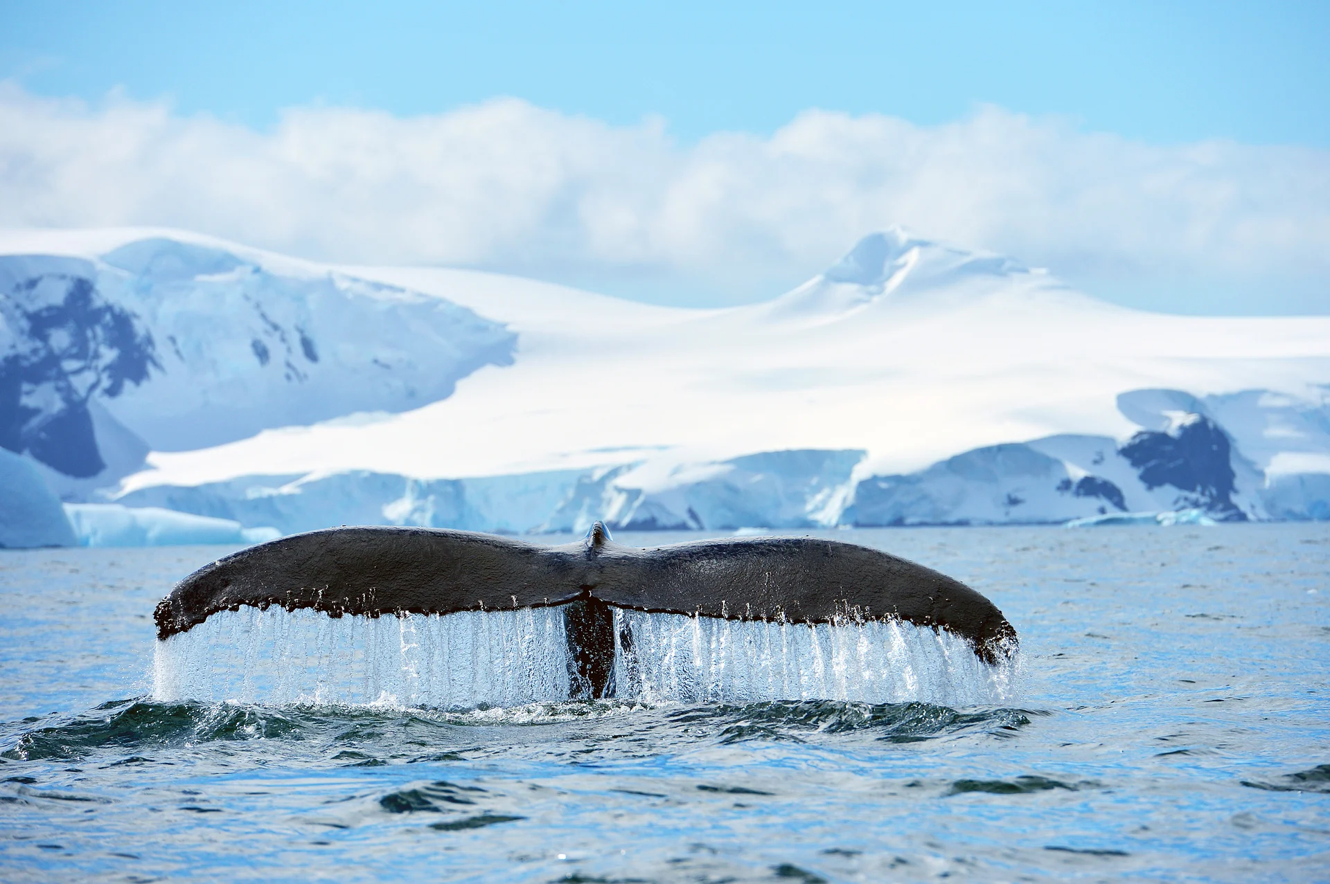 Antarctica HumpbackWhale Shutterstock 1754889914