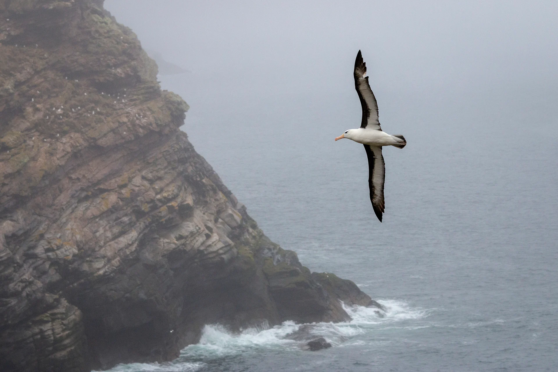 Rejseguide Til Falklands erne HX Hurtigruten Expeditions DK rejseguide-til-falklands-erne-hx-hurtigruten-expeditions-dk