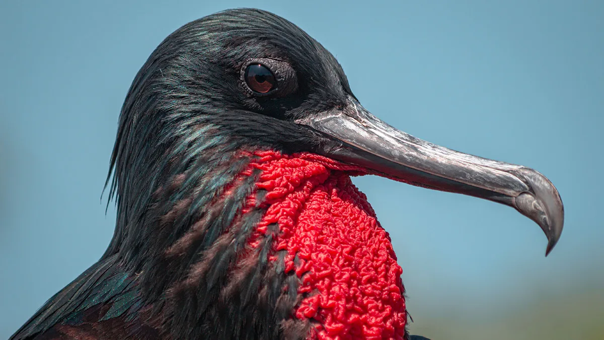 1200x675 NAS Gal Nine-Best-Isles