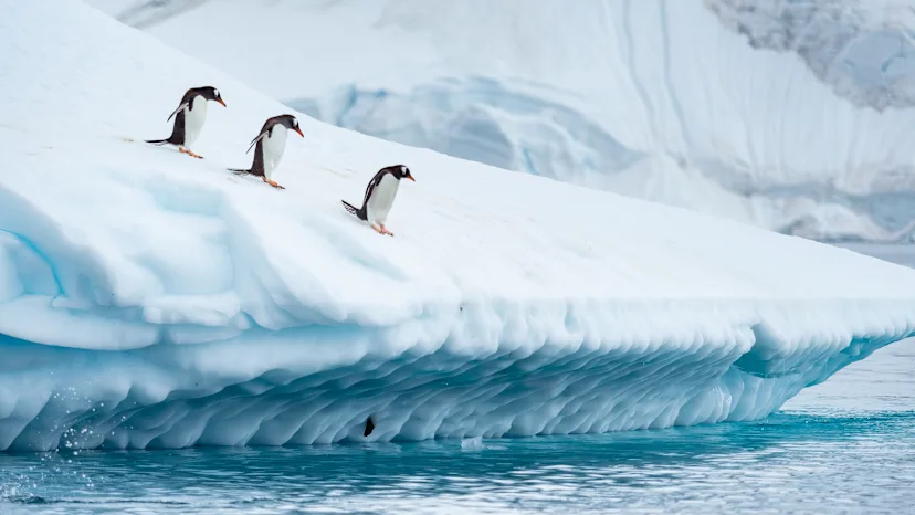 Antarktis Kreuzfahrt und Reise 2025 2026 | HX Hurtigruten Expeditions DE
