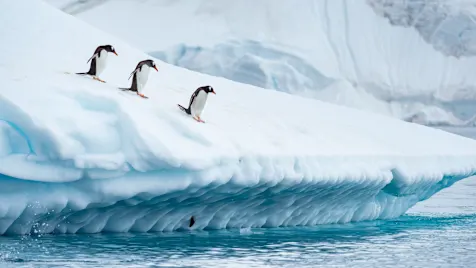 Penguins - Wildlife - Cuverville Island Antarctica HGR 151218 Photo Espen Mills