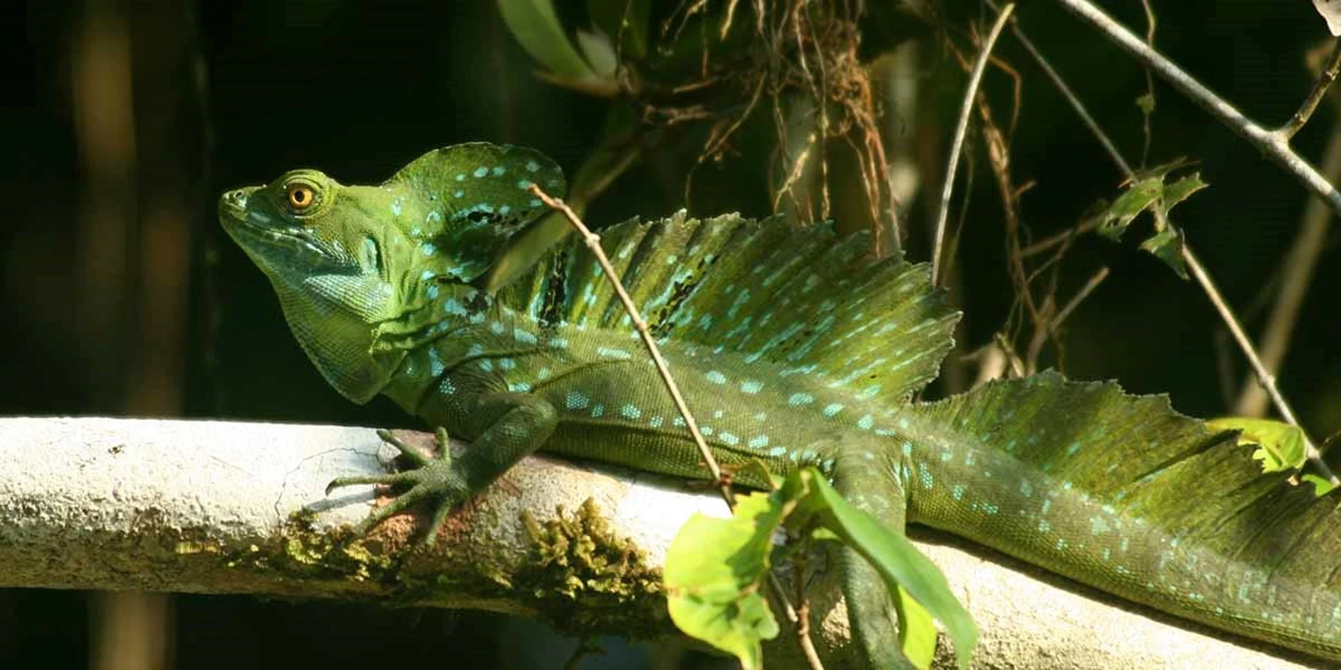 Emerald Basilisk, Puerto Limon