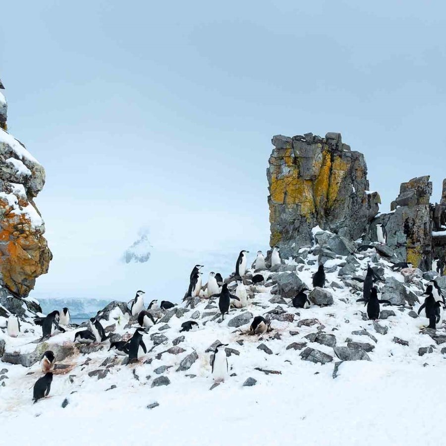 In-depth Antarctica & Patagonia Expedition | Northbound | HX