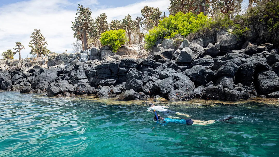 Snorkeling in the sea by the Santa Fé Island (Galápagos) – the perfect island for hiking & snorkeling. Visitors can see land iguanas, sea lions, turtles, rays & colorful plants. Credit: Ashton Ray Hansen / Hurtigruten Expeditions