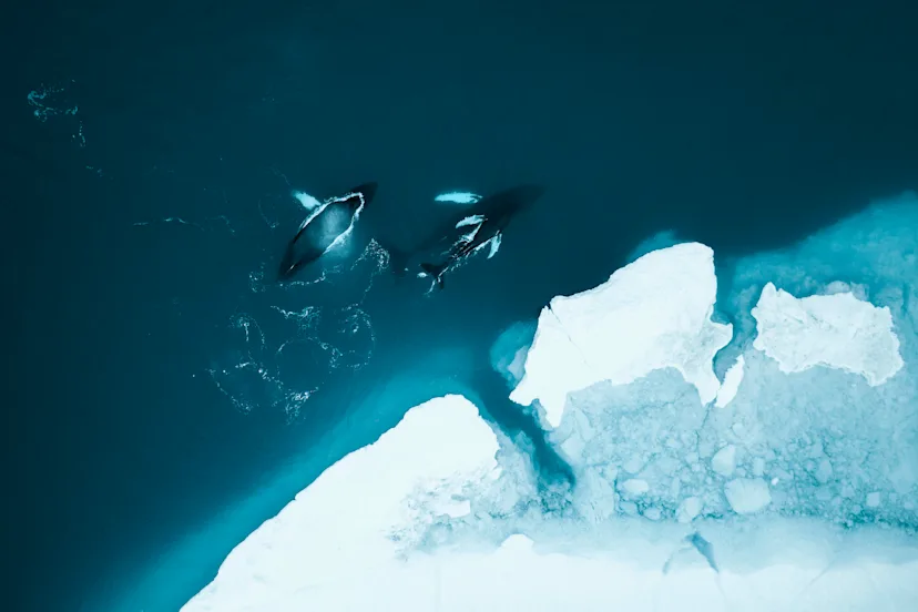  HX Hurtigruten Expeditions US Illustration 