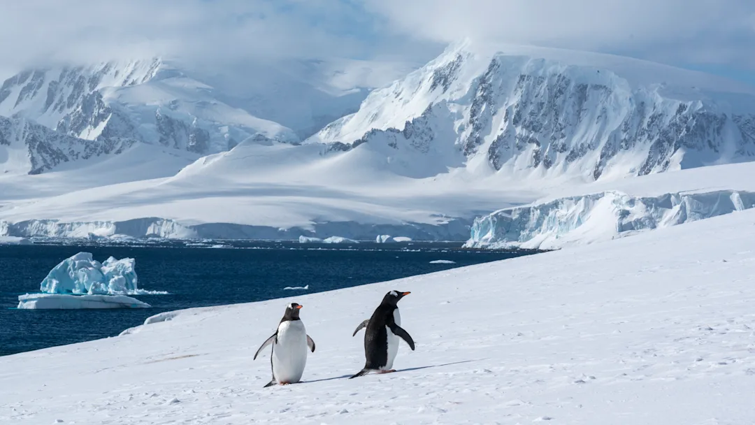  Penguins on Damoy Point, Antarctica. Credit:  Yuri Choufour