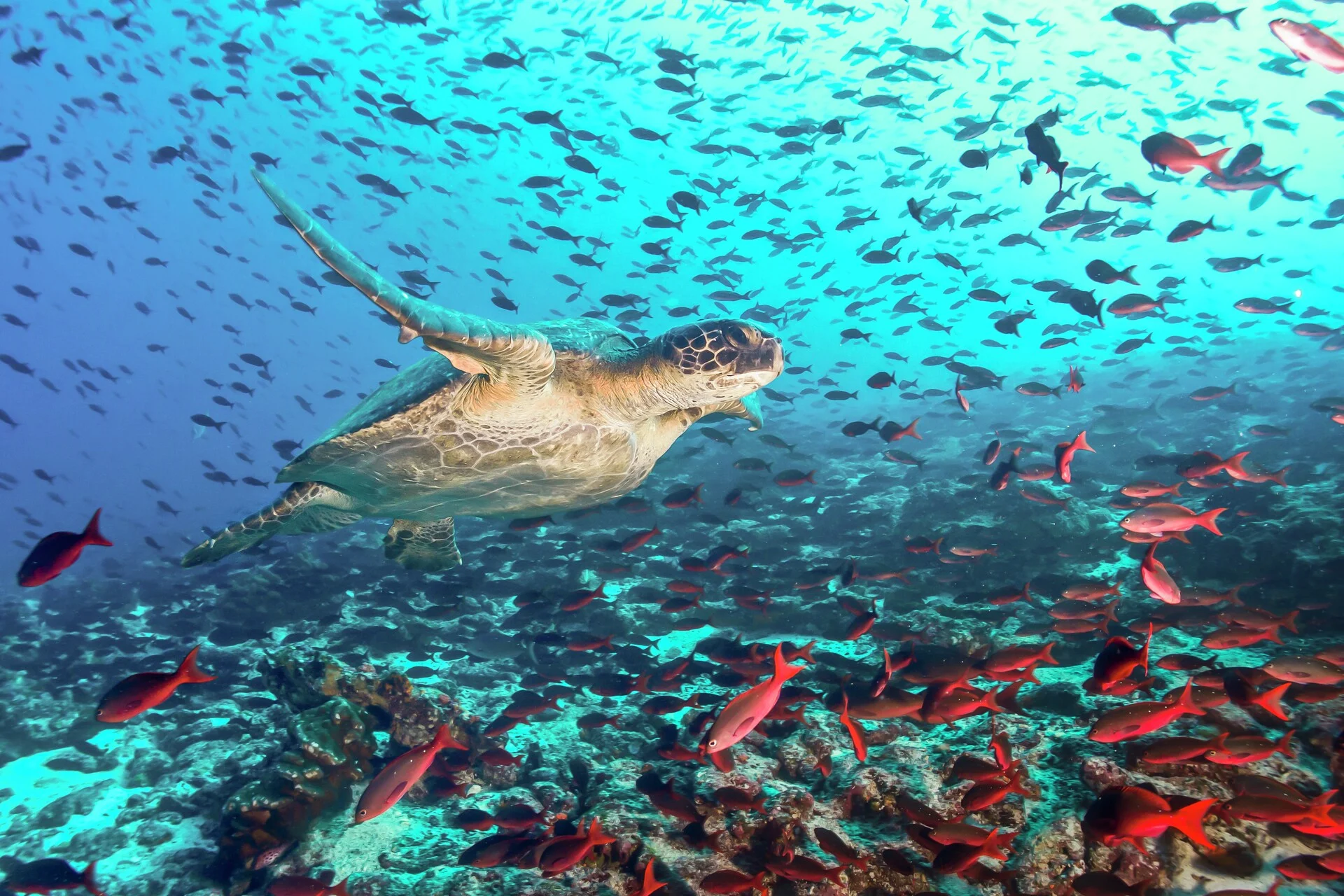 Galápagos Islands