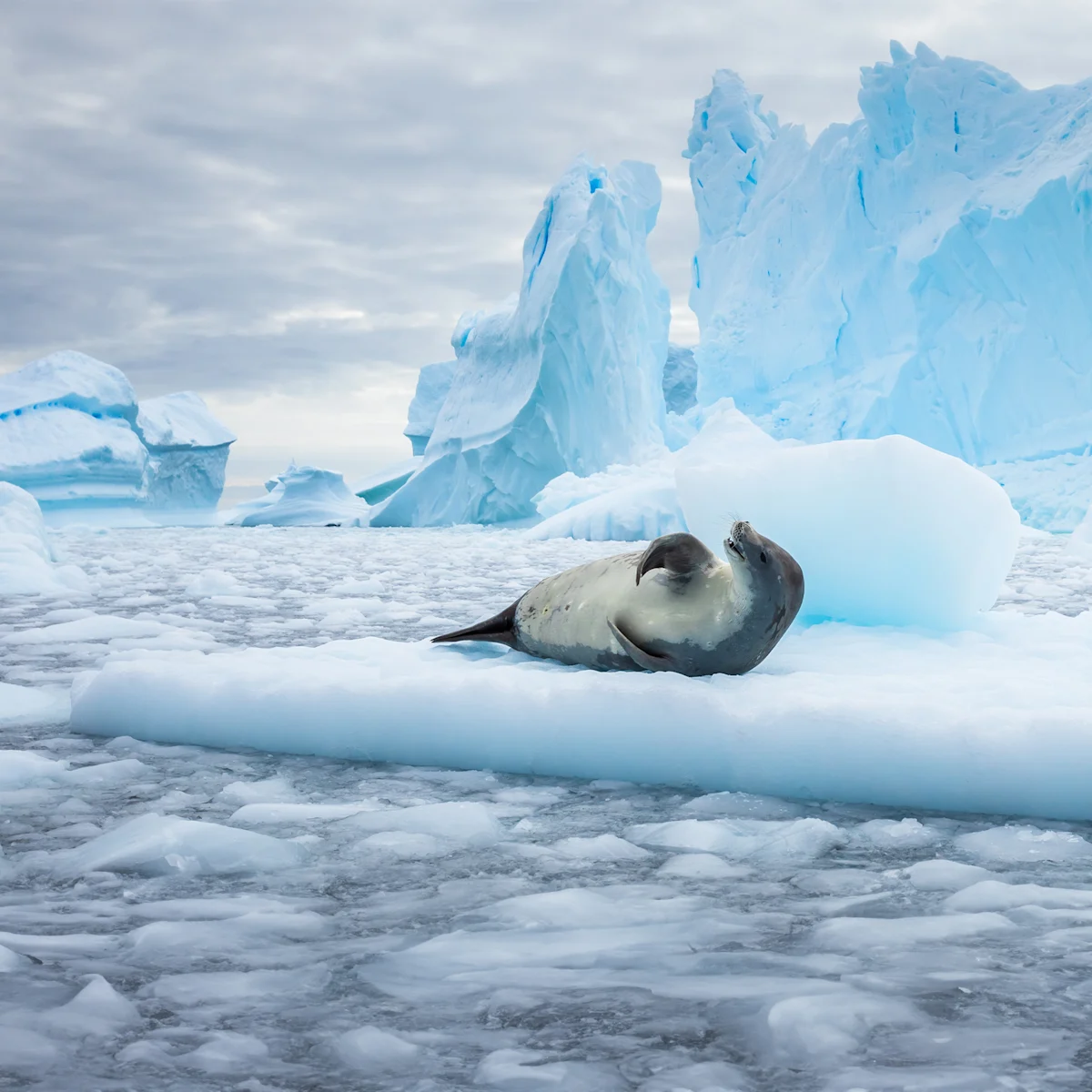Travel Guide To Antarctica | HX Hurtigruten Expeditions US