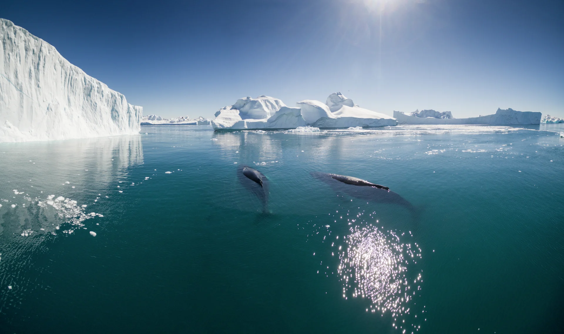 Baleines à Ilulissat au Groenland. Photo : Getty Images
