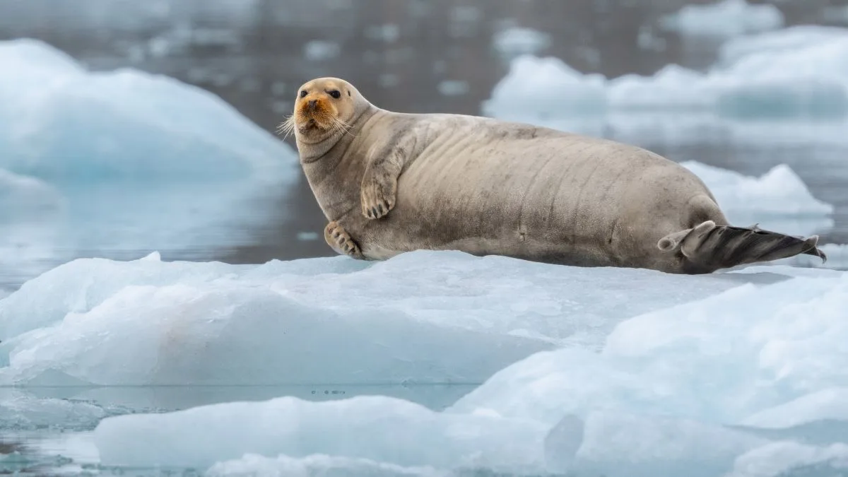 Day12-15 Svalbard-Kongsbreen-BeardedSeal 3000x1688