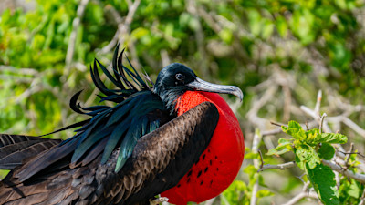 Galápagos Islands