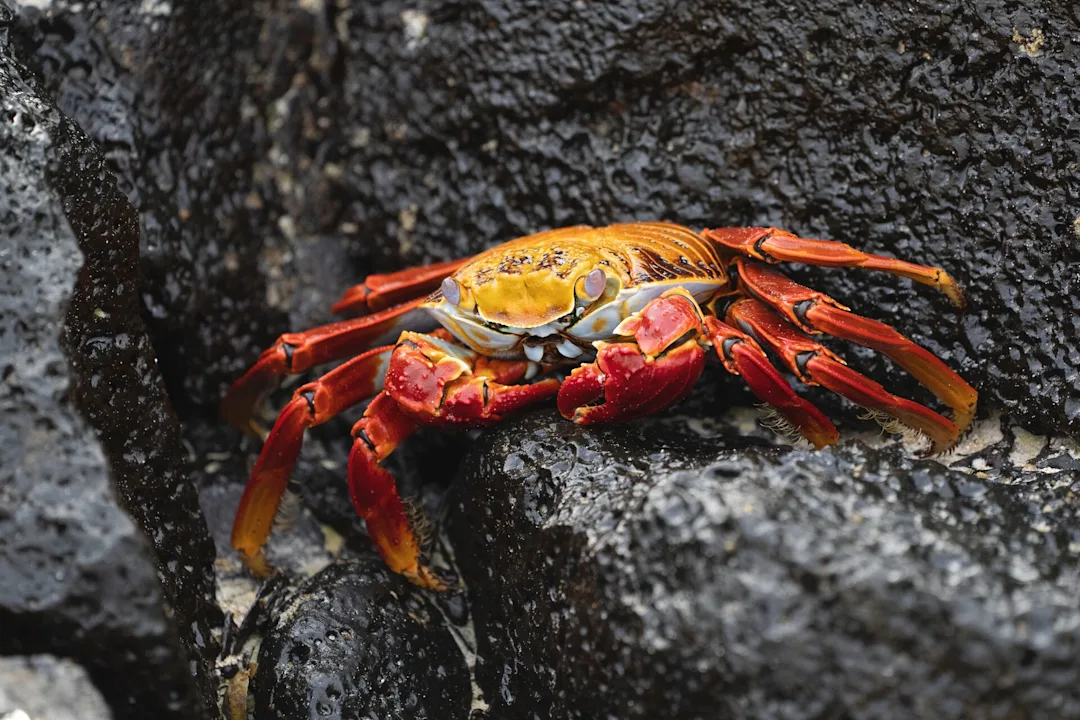 Galapagos HGR 159606 1920 Photo John Chardine