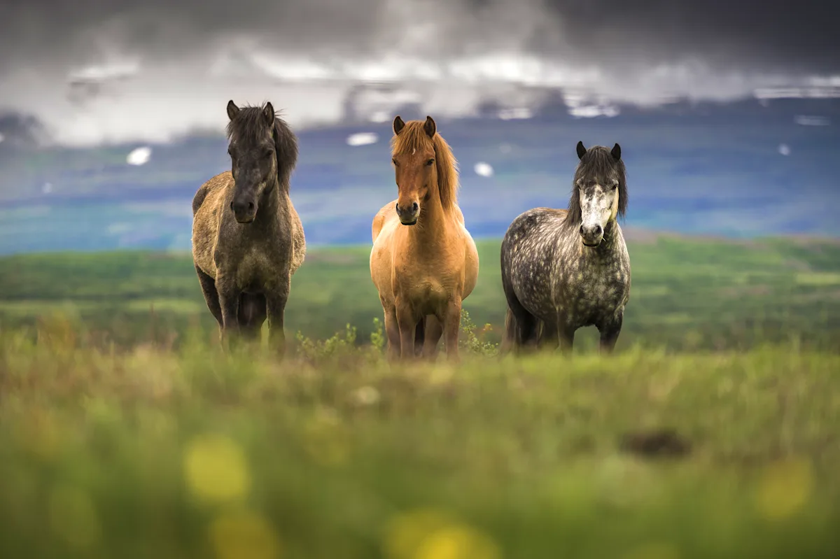 Caballos islandeses en la isla de Grímsey, Islandia, rodeados de un paisaje natural escarpado.