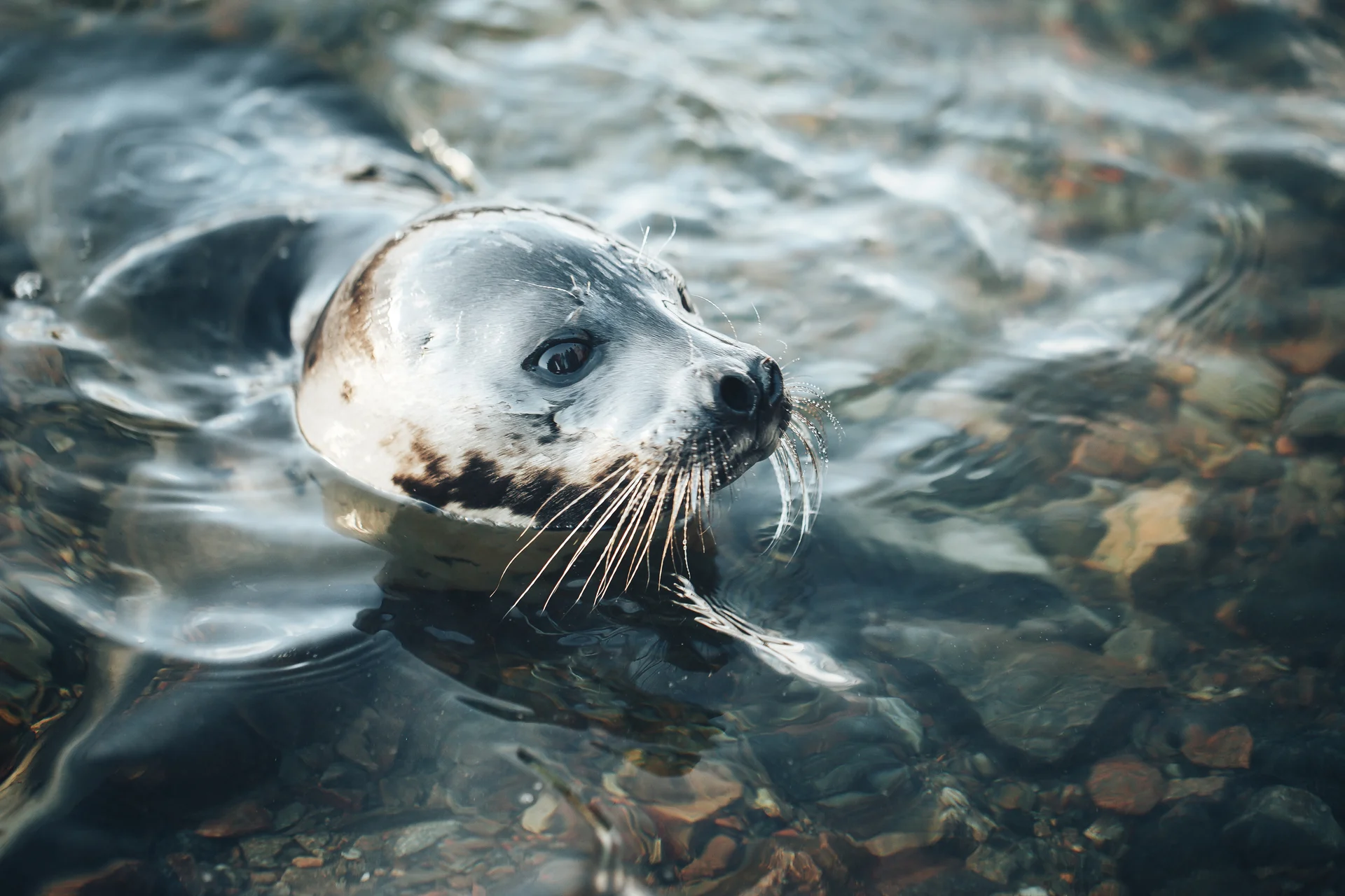 Seal HGR 132714 Photo Shutterstock