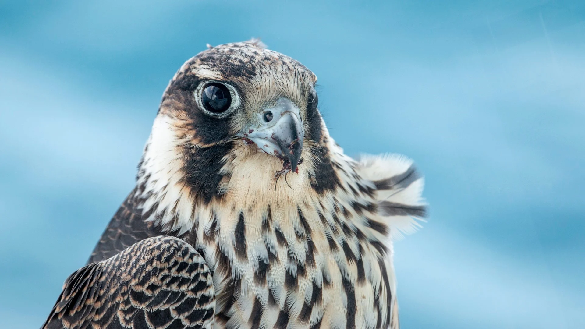 Gerfalke auf Grönland - Foto: Andrea Klaussner